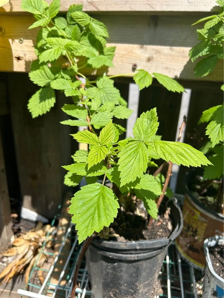Red raspberry plant. Well rooted, potted last year. Lots of new - photo 2