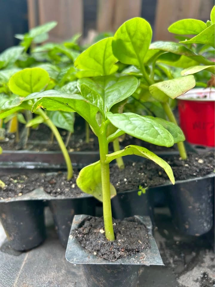 Malabar spinach