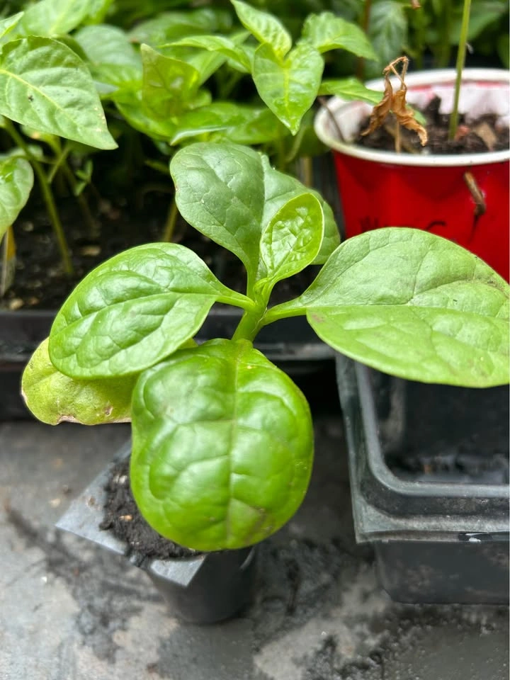 Malabar spinach - photo 2
