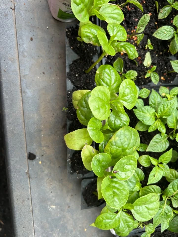 Malabar spinach - photo 3