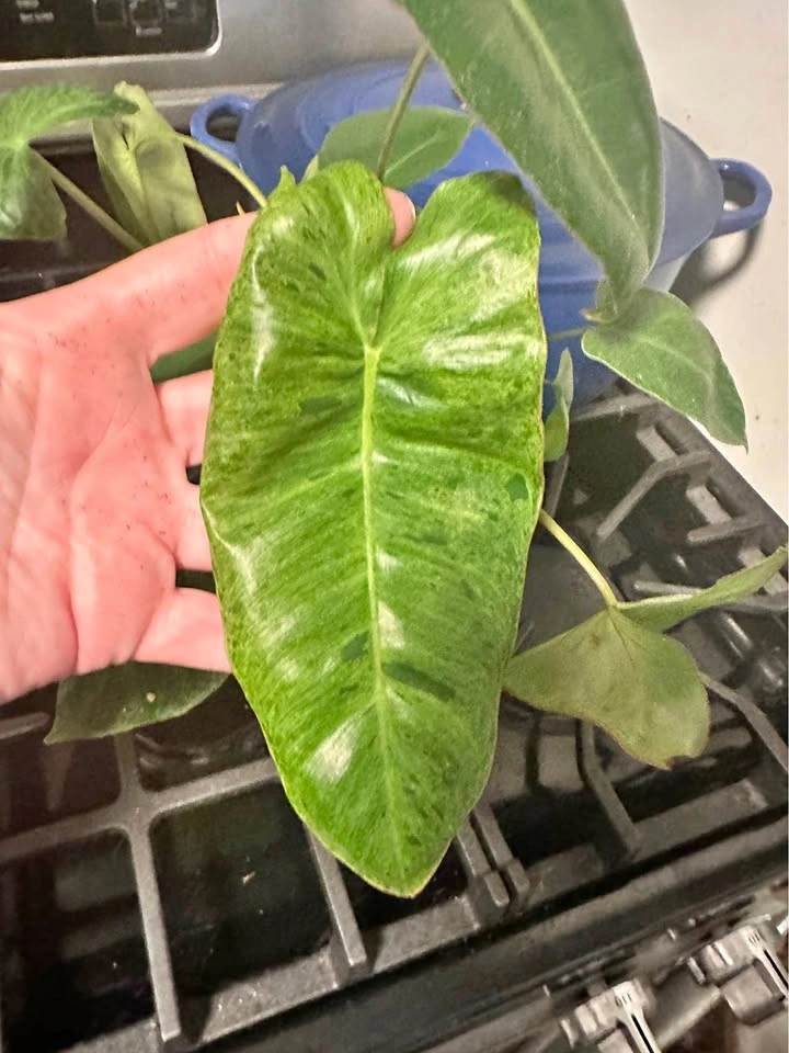 Variegated Philodendron Burl Marx 4” Full House Plant