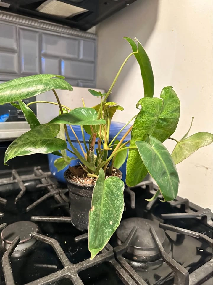 Variegated Philodendron Burl Marx 4” Full House Plant - photo 2