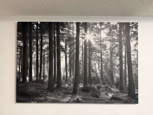 Large Forest Canvas Art