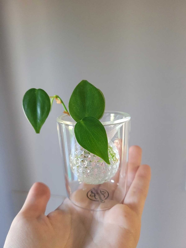 Mini Vine Clipping with Propagation Container