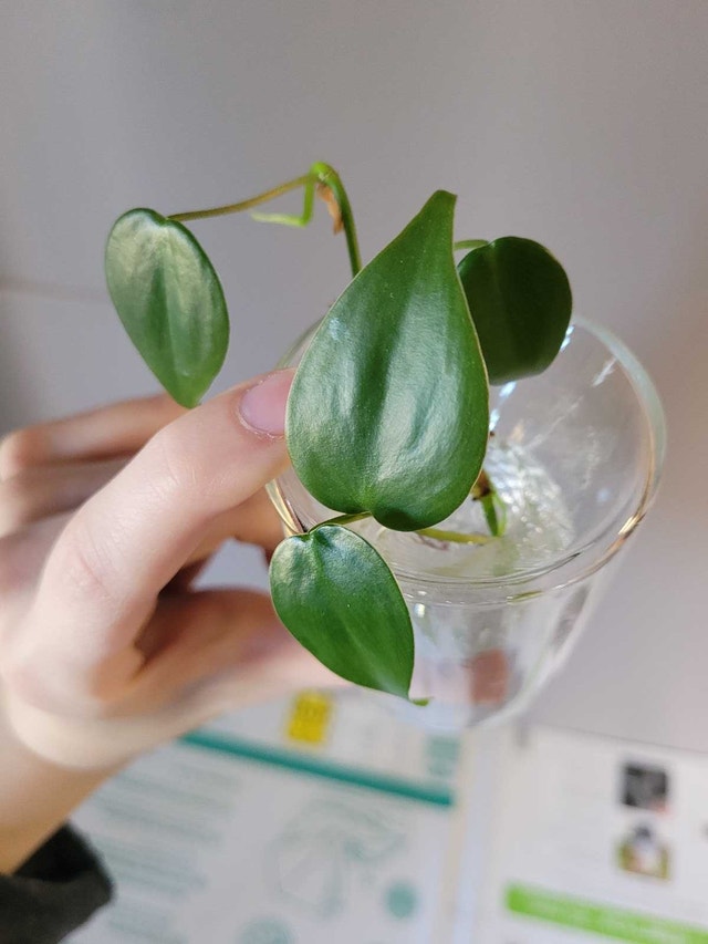 Mini Vine Clipping with Propagation Container - photo 2