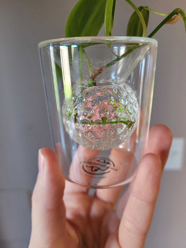Mini Vine Clipping with Propagation Container - photo 3