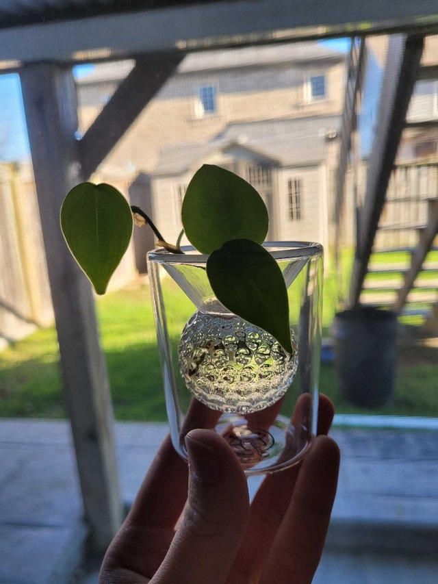 Mini Vine Clipping with Propagation Container - photo 4
