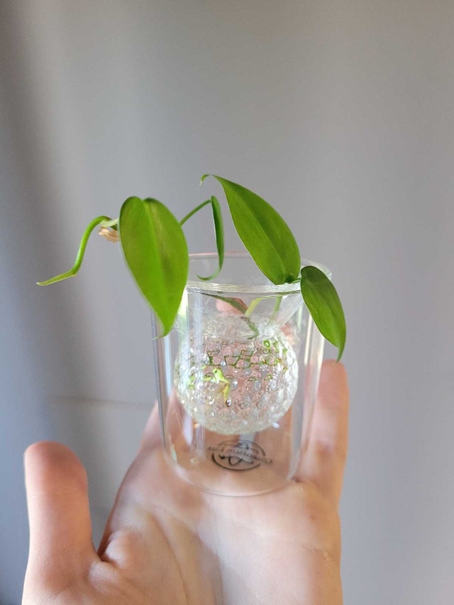 Mini Vine Clipping with Propagation Container - photo 5