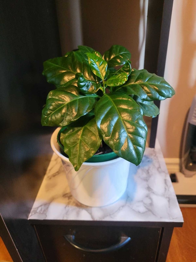 House Plant