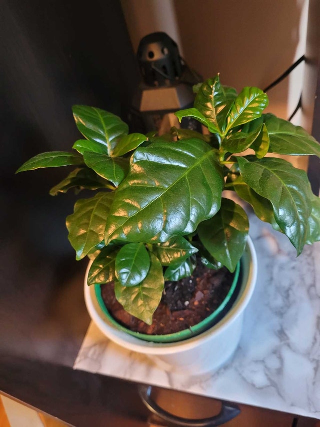 House Plant - photo 2