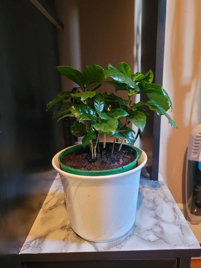 House Plant - photo 3