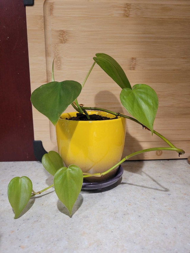 Fresh Vines