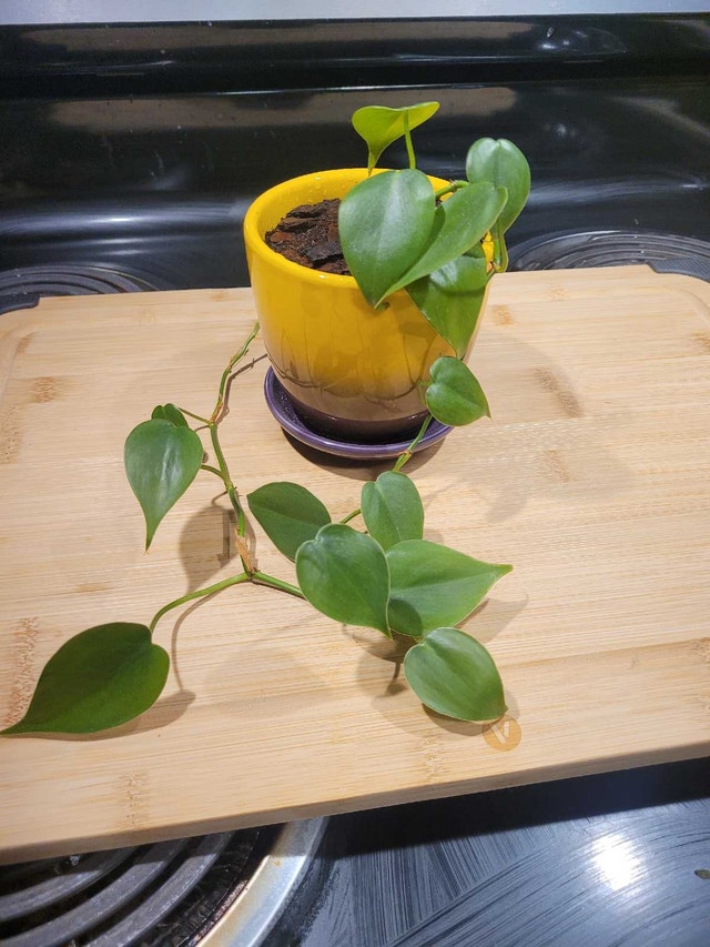 Fresh Vines - photo 2