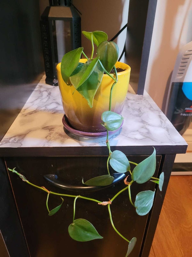 Fresh Vines - photo 3