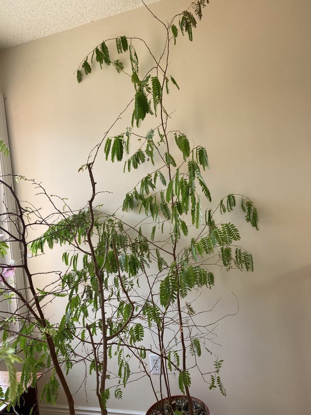 Tamarind Tree for sale $ 80 one pot.