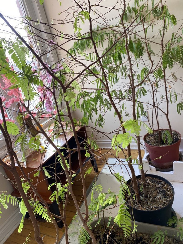 Tamarind Tree for sale $ 80 one pot. - photo 2