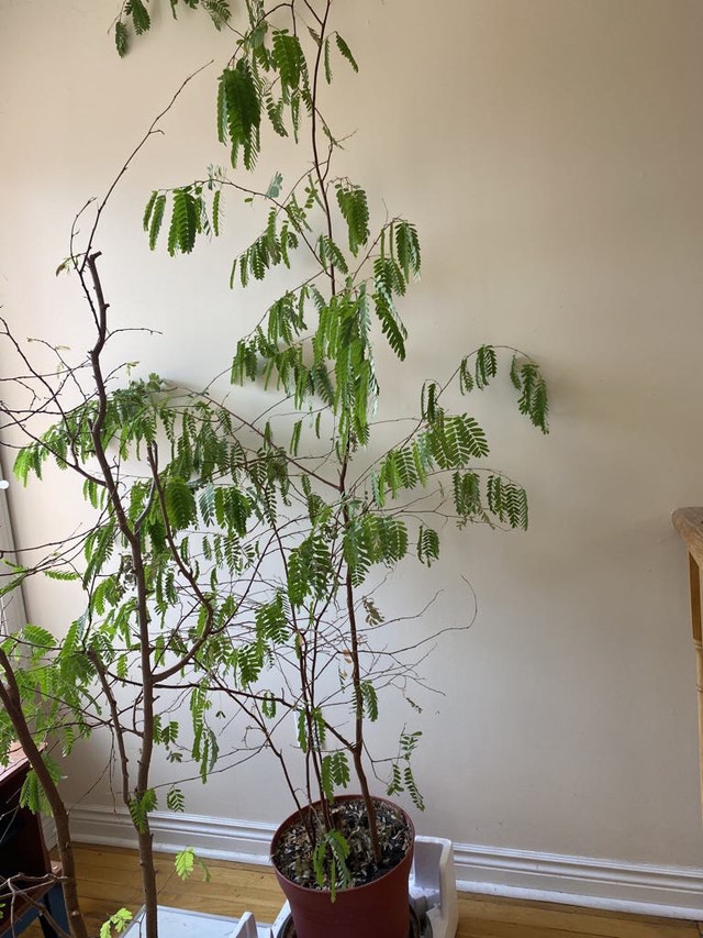 Tamarind Tree for sale $ 80 one pot. - photo 3
