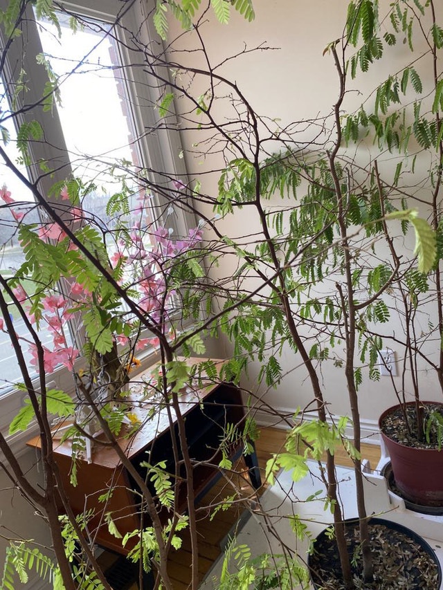 Tamarind Tree for sale $ 80 one pot. - photo 4