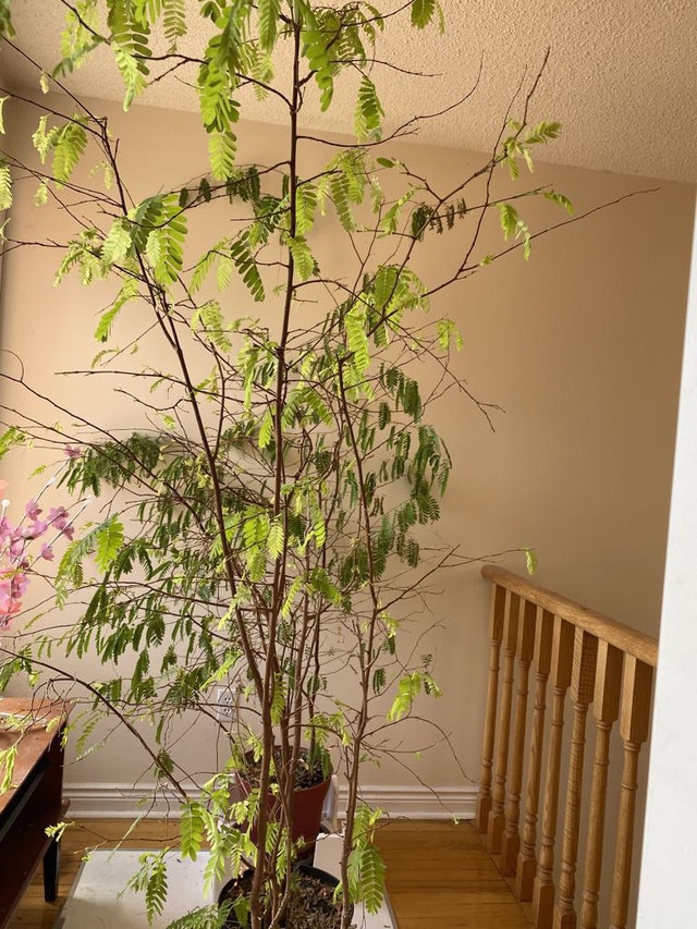 Tamarind Tree for sale $ 80 one pot. - photo 5