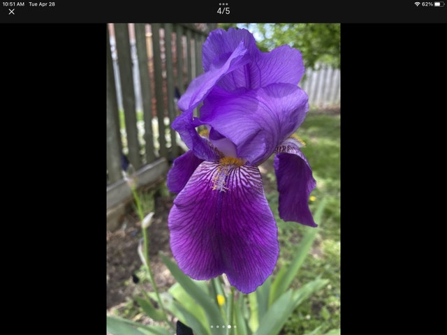 Iris perennial flowers