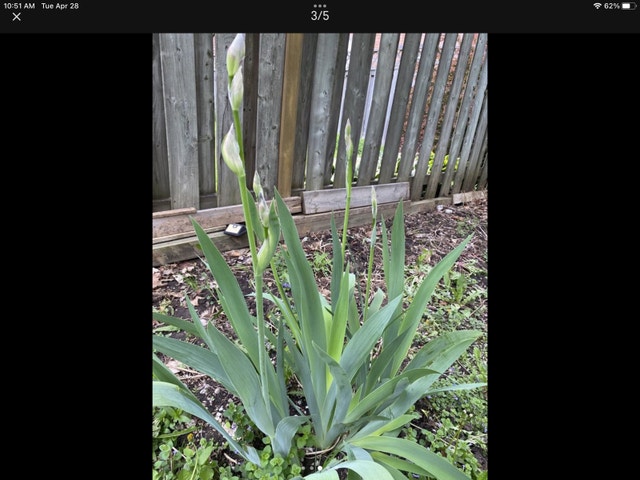 Iris perennial flowers - photo 2