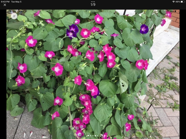Morning glory flower seeds