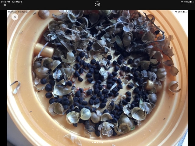 Morning glory flower seeds - photo 2