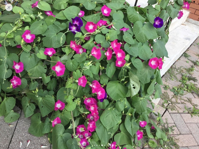 flower 1 plant $2