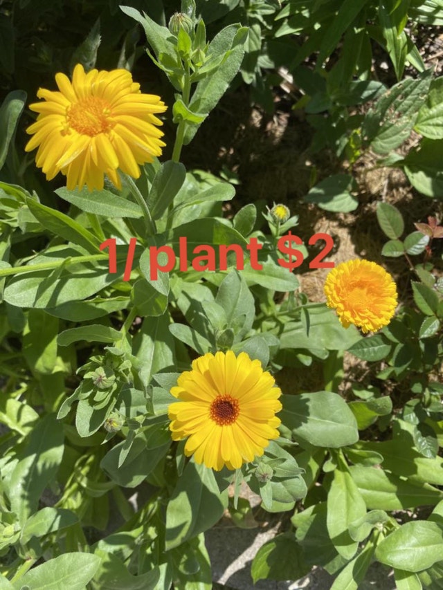 flower 1 plant $2 - photo 3