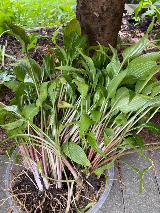 flower 1 plant $2 - photo 5