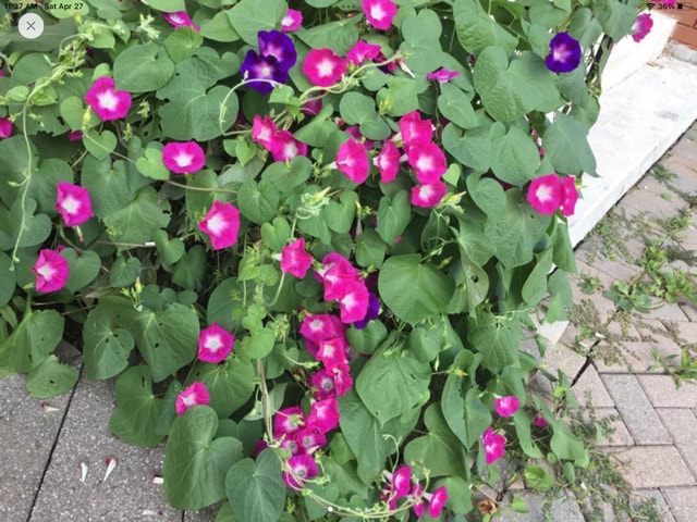 Morning glory seed for sale 5 pces for $1