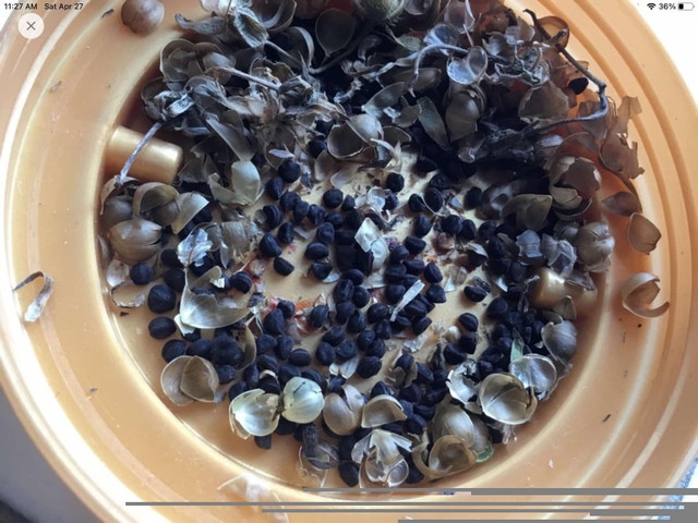 Morning glory seed for sale 5 pces for $1 - photo 2