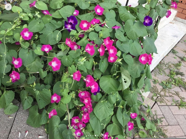Morning glory seed for sale 5 pces for $1 - photo 3