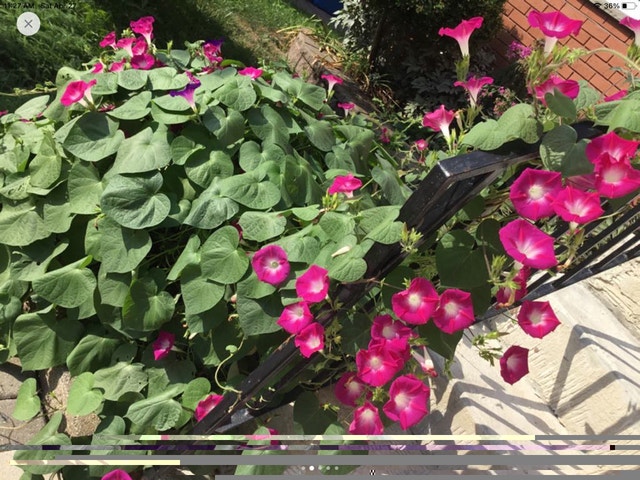 Morning glory seed for sale 5 pces for $1 - photo 4