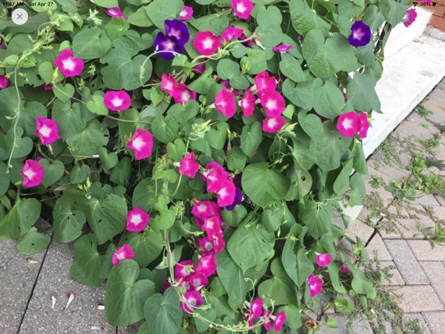 Morning glory seed for sale