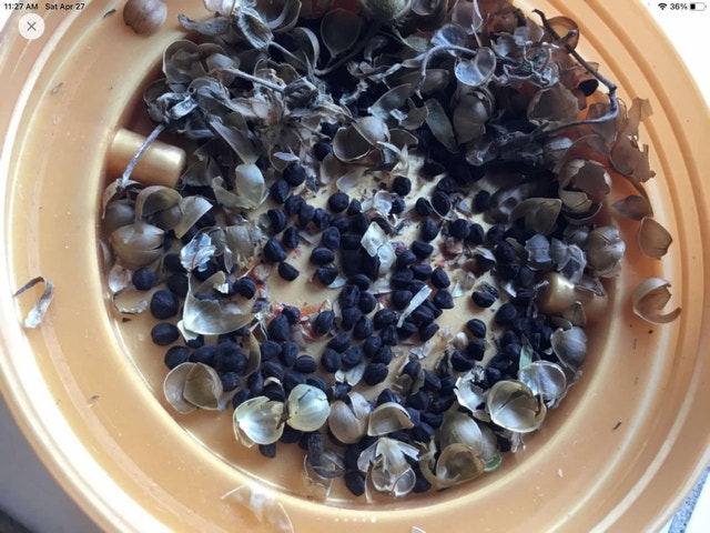 Morning glory seed for sale - photo 2