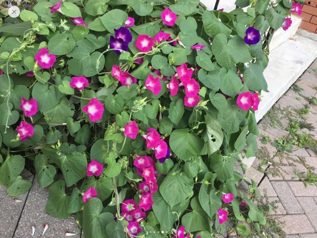 Morning glory seed for sale - photo 3