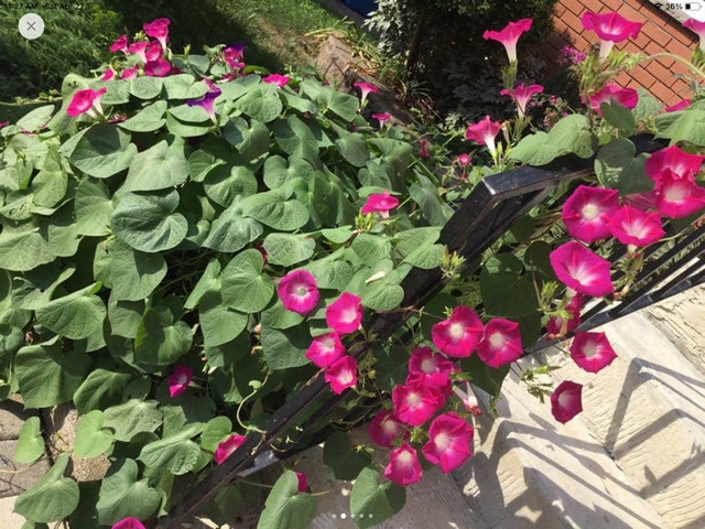 Morning glory seed for sale - photo 4