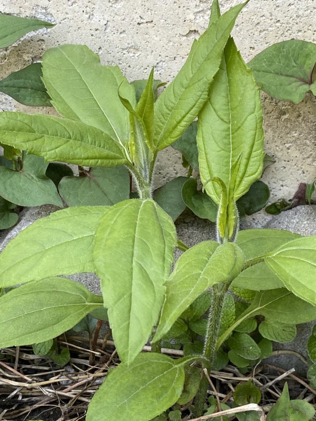 Sunchoke plants for sale