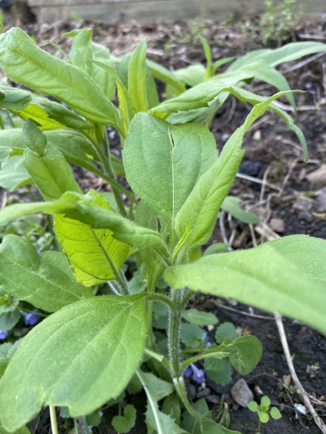 Sunchoke plants for sale - photo 2