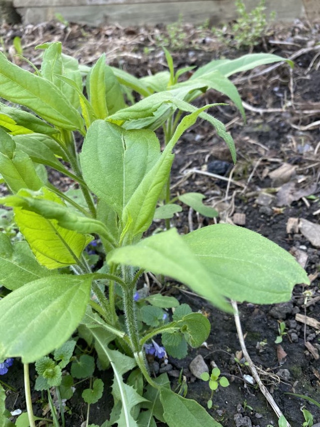 Sunchoke plants for sale - photo 3