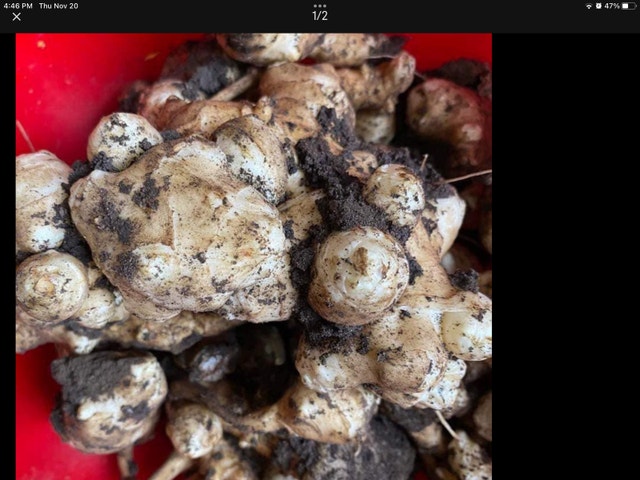 Organic Fresh Sunchokes From Garden