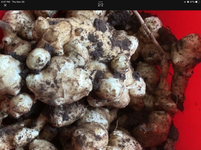 Organic Fresh Sunchokes From Garden - photo 2