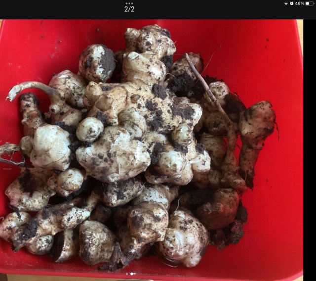 Organic Fresh Sunchokes From Garden - photo 3