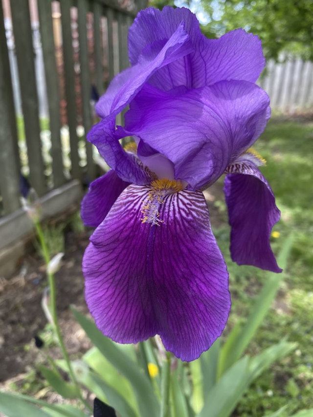 Perennial Flowers - photo 4