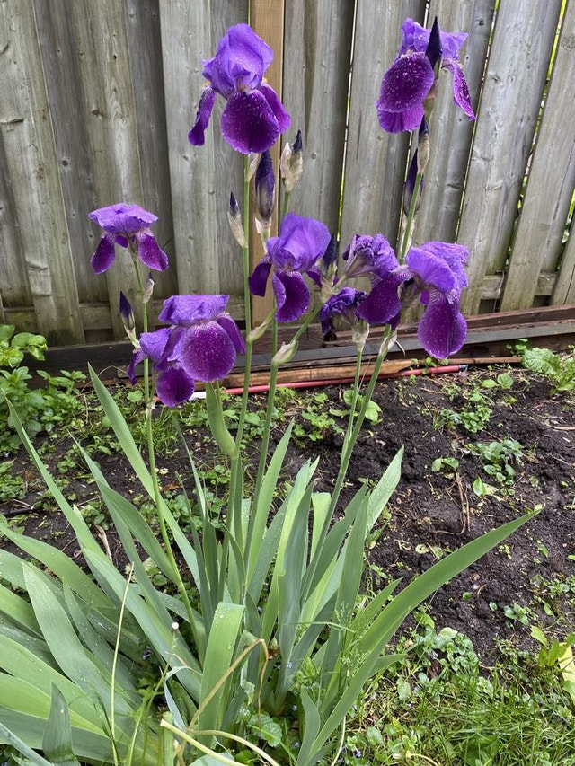 Perennial Flowers - photo 5