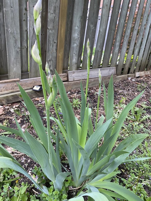 Perennial Flowers - photo 2