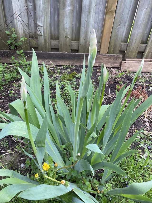 Perennial Flowers - photo 3