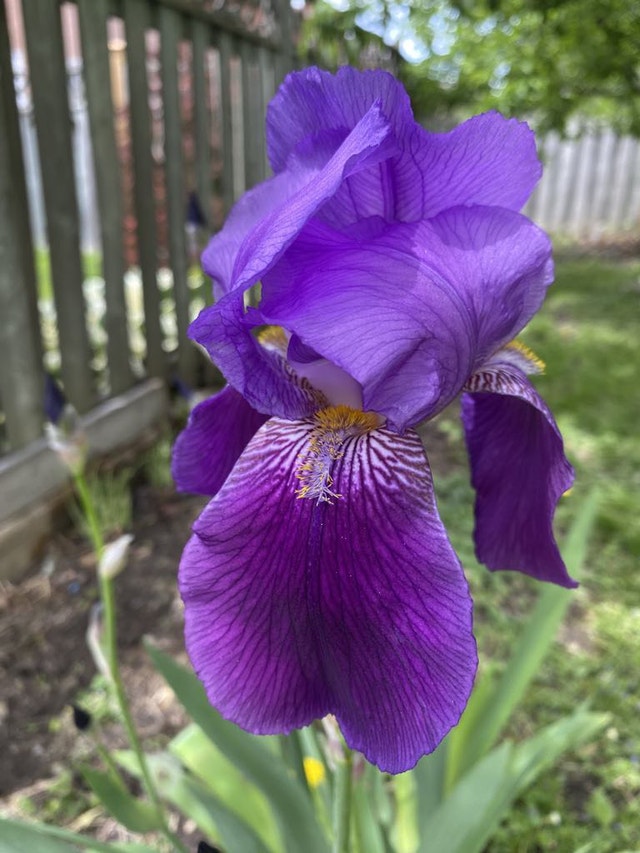 Perennial Flowers - photo 4