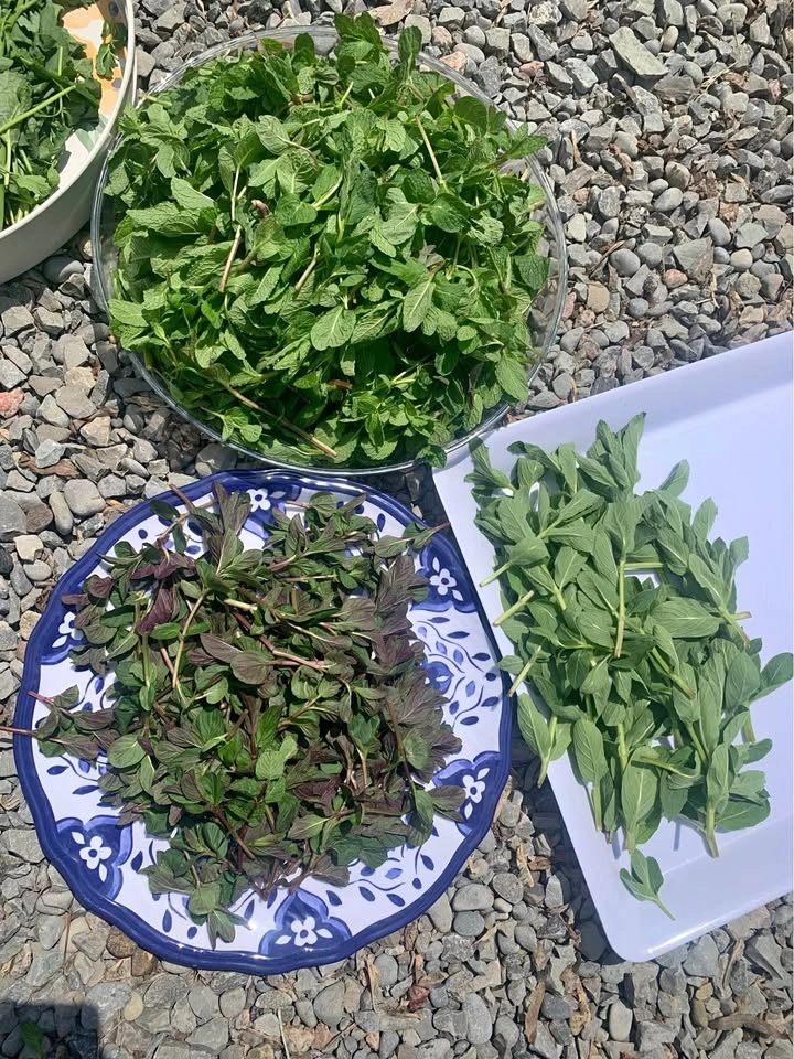 Bundle of mint and peppermint
